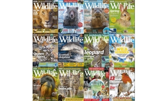 摄影类杂志_BBC Wildlife_2019年合集高清PDF杂志电子版百度盘下载 共12本 797MB